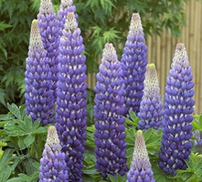 Łubin Persian Slipper Lupinus hybrida