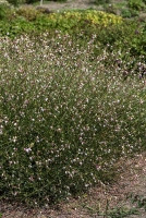 Gaura Flamingo White Gaura lindheimeri 1l
