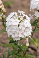 Floks, płomyk Plamisty Delta Phlox maculata