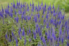 Przetacznik długolistny Niebieski Veronica Longifolia 9