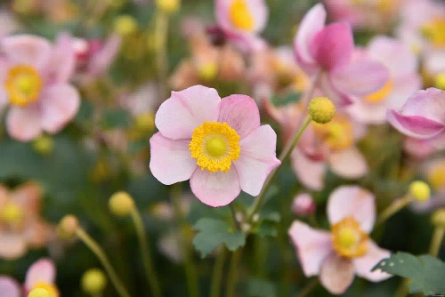 Zawilec Summer Breeze Baby Pink Anemone Hybrida