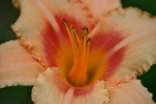 Liliowiec Strawberry Swirl Hemerocallis hybrida1l