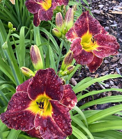 Liliowiec Bela Lugosi Hemerocallis 2-3l