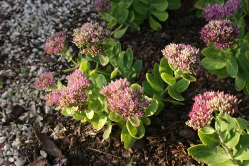 Rozchodnik Hot Stuff Sedum