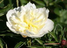 Piwonia Chińska Primavera Peonia (Paeonia) Lactifolia 2-3l