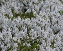 Przetacznik Rozesłany Alba Veronica Prostata1l