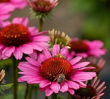 Jeżówka SunMagic Vintage Pink Echinacea 1l