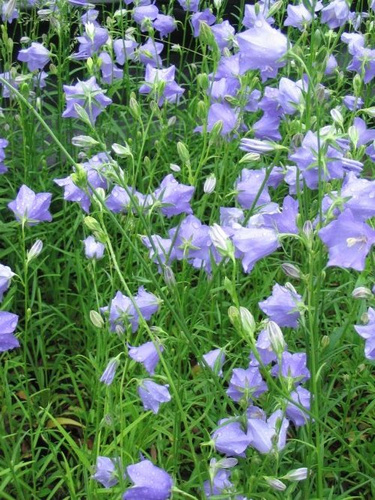 Dzwonek Brzoskwiniolistny Blue Campanula Persicifolia 