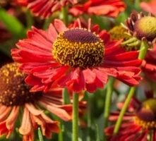 Dzielżan Jesienny Ranchera Helenium Autumnale 1l