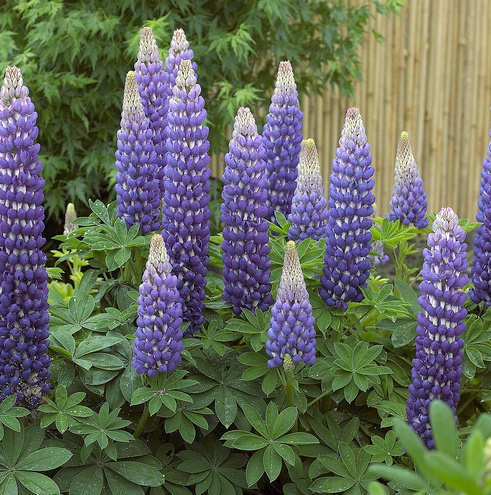 Łubin Persian Slipper Lupinus hybrida