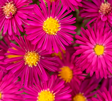 Aster nowobelgijski Crimson Brocade Aster novi-belgii 1l