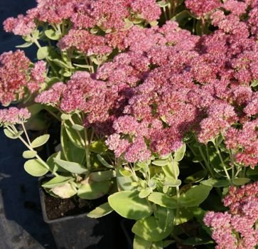 Rozchodnik wielki Herbstfreude Sedum telephium