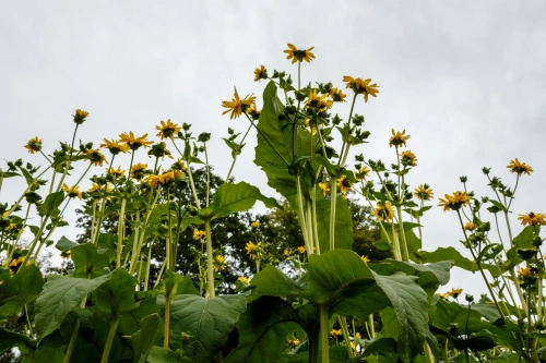 Rudbeckia Naga Herbstsonne Rudbeckia Laciniata