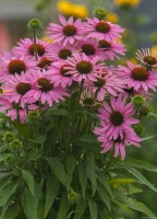Jeżówka Fountain Light Purple Echinacea 9