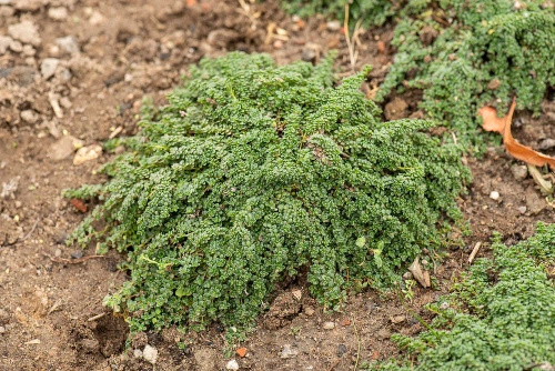 Macierzanka piaskowa Elfin Thymus Serphyllum