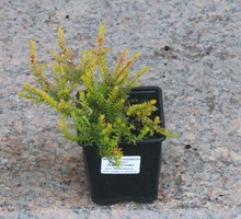 Wrzosiec wiosenny Whisky Erica carnea 9