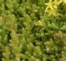 Rozchodnik ościsty Sedum refleksum (rupestre) 