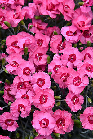Goździk pierzasty Angel of Hope Dianthus plumarius 9