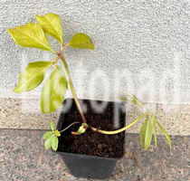 Ciemiernik biały Cesar Helleborus Niger