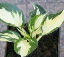 Funkia Paul Revere Hosta 2l