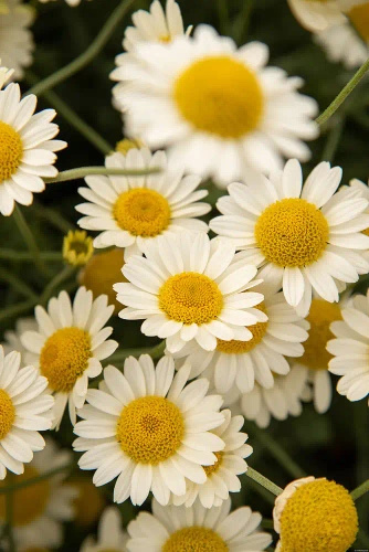 Rumian żółty Sauce Hollandaise Anthemis tinctoria