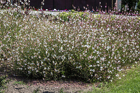 Gaura Flamingo White Gaura lindheimeri 1l
