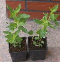 Pysznogłówka Schneewittchen Monarda Didyma 9