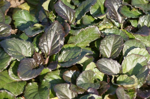 Dąbrówka rozłogowa Catlin's Giant Ajuga Reptans