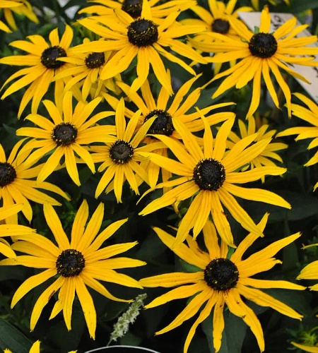 Rudbekia Błyskotliwa Forever Gold Rudbeckia Fulgida