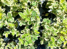 Trzmielina fortunea Variegatus Euonymus fortunei 1l