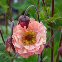 Kuklik Mai Tai Geum 9