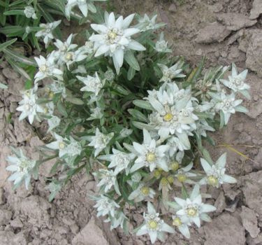 Szarotka alpejska Star of Alps Leontopodium Alpinum