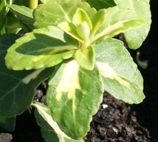 Trzmielina fortunea Blondy Euonymus fortunei 1l
