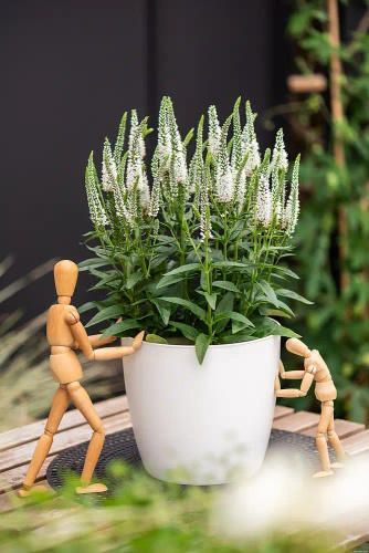 Przetacznik Lancita White Veronica hybrida