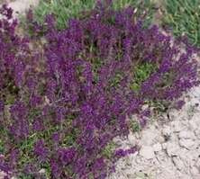 Macierzanka wczesna Ruby Glow Thymus Praecox 9
