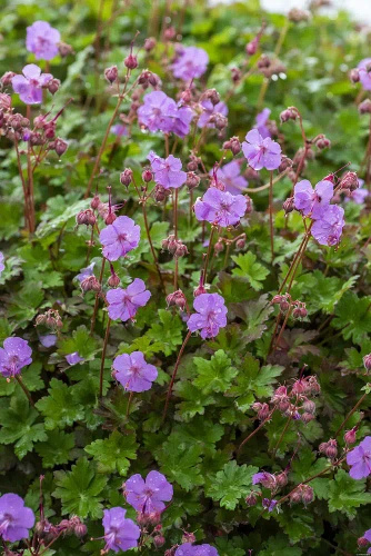 Bodziszek kantabryjski Karmina Geranium cantabrigiense 
