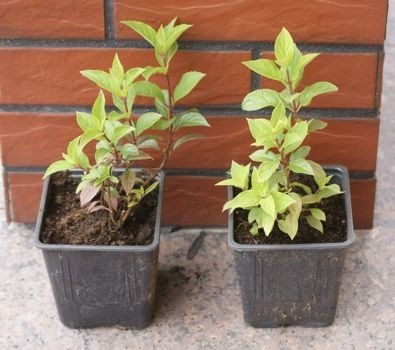 Hortensja bukietowa Vanille Fraise Hydrangea paniculata 1l