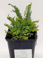 Narecznica mocna Crispa Congesta Dryopteris affinis 