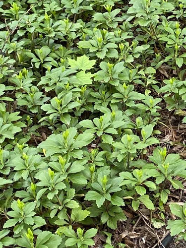 Runianka japońska Green Carpet Pachysandra Terminalis 1l
