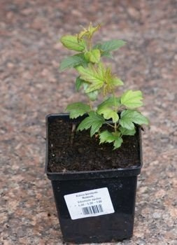 Kalina japońska Popcorn Viburnum plicatum 1ll
