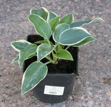 Funkia El Nino Hosta  1l