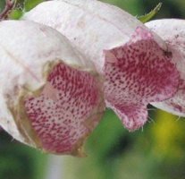 Dzwonek kropkowany Hot Lips Campanula punctata 9