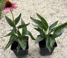 Jeżówka Meditation Orange Echinacea 