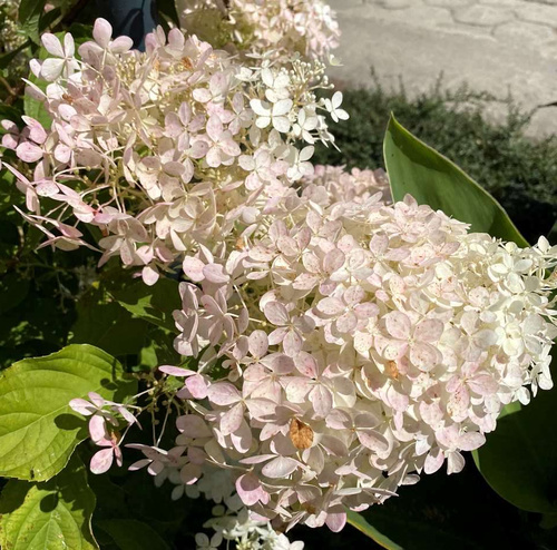Hortensja bukietowa Phantom Hydrangea Paniculata 1l