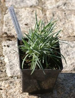 Goździk pierzasty Iced Gem Dianthus plumarius 9 
