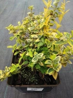 Trzmielina fortunea Emerald'n Gold Euonymus fortunei