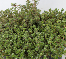 Macierzanka wczesna Pink Chintz Thymus Praecox