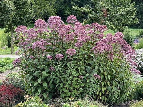 Sadziec plamisty Atropurpureum Eupatorium maculatum 1l