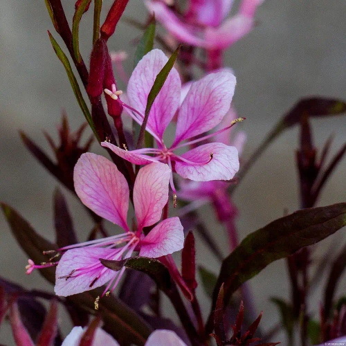 Gaura Passionate Blush Gaura lindheimeri 1l