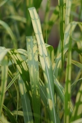 Miskant olbrzymi Alligator Miscanthus giganteus 1l